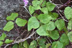 Hyacinth bean(Lablab purpureus)