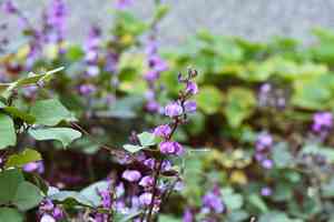 Hyacinth bean(Lablab purpureus)