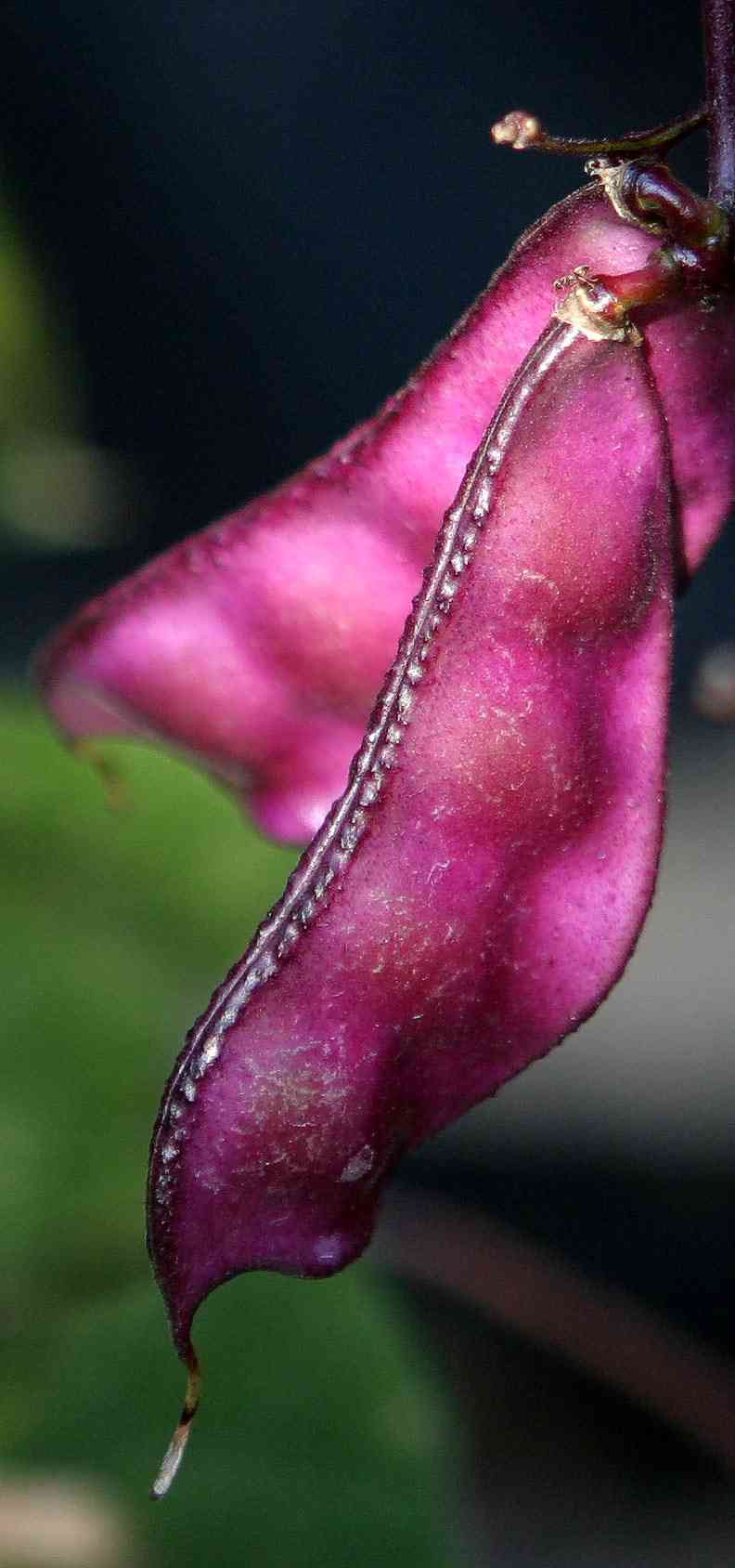 Hyacinth bean(Lablab purpureus)