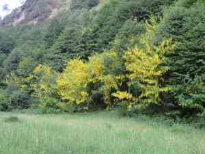 Scotch laburnum(Laburnum alpinum)