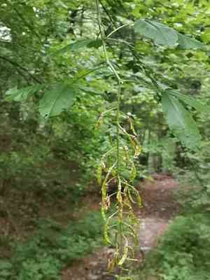 Scotch laburnum(Laburnum alpinum)