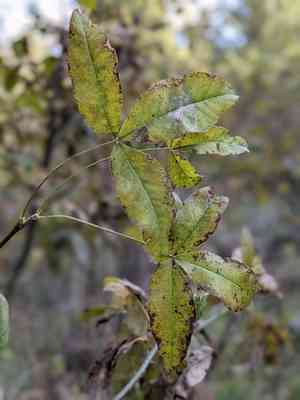 Scotch laburnum(Laburnum alpinum)