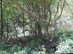 Scotch laburnum(Laburnum alpinum)