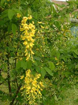 Golden chain tree(Laburnum anagyroides)