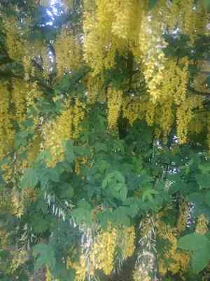 Golden chain tree(Laburnum anagyroides)