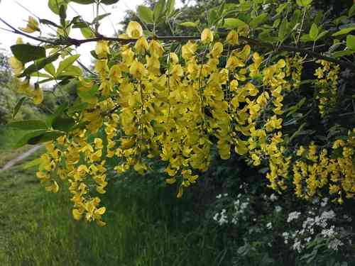 Golden chain tree(Laburnum anagyroides)