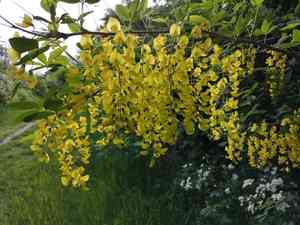 Golden chain tree(Laburnum anagyroides)