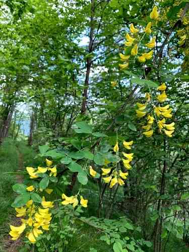 Golden chain tree(Laburnum anagyroides)