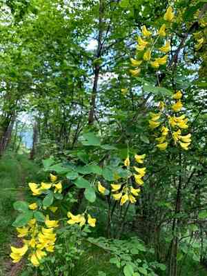 Golden chain tree(Laburnum anagyroides)