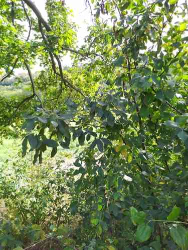 Golden chain tree(Laburnum anagyroides)