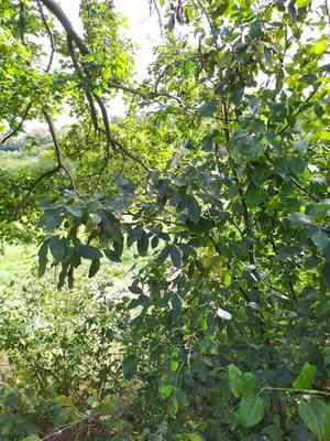 Golden chain tree(Laburnum anagyroides)