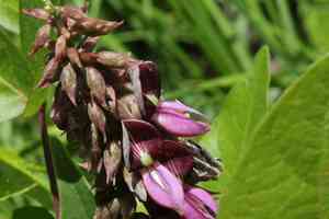 Boykin's clusterpea(Lackeya multiflora)
