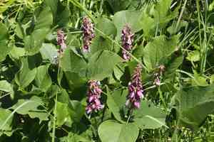 Boykin's clusterpea(Lackeya multiflora)