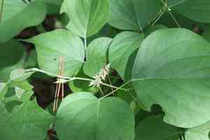 Boykin's clusterpea(Lackeya multiflora)