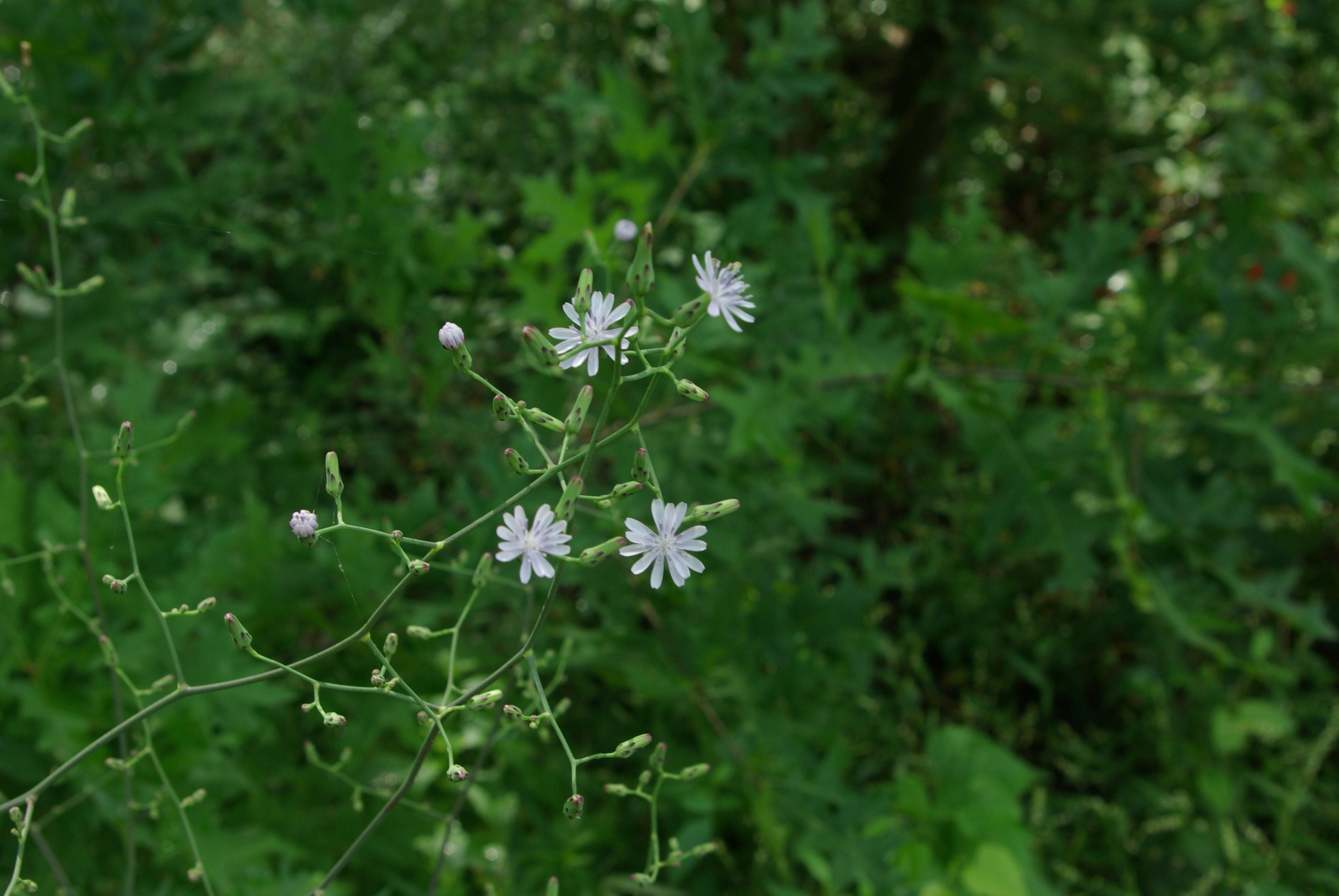 Woodland lettuce