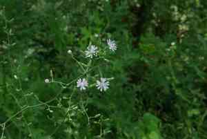 Woodland lettuce(Lactuca floridana)