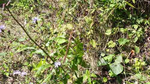 Woodland lettuce(Lactuca floridana)