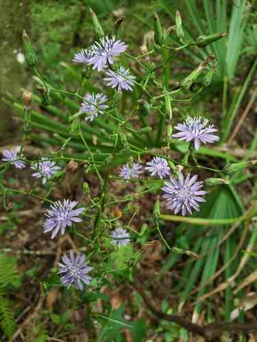Woodland lettuce(Lactuca floridana)