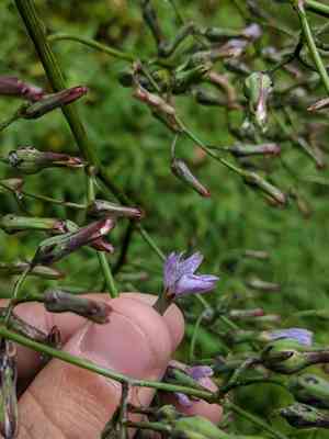 Woodland lettuce(Lactuca floridana)