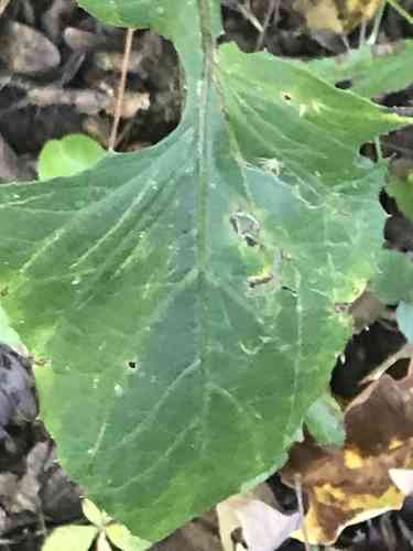Woodland lettuce(Lactuca floridana)