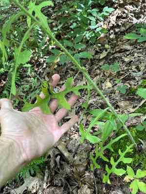 Hairy lettuce(Lactuca hirsuta)