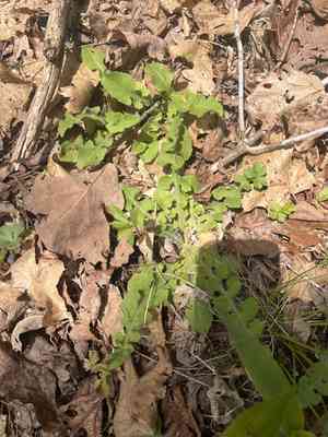 Hairy lettuce(Lactuca hirsuta)