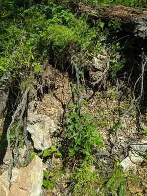 Hairy lettuce(Lactuca hirsuta)