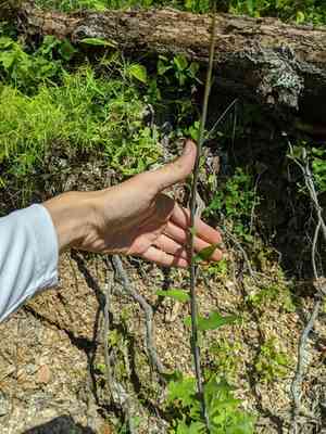 Hairy lettuce(Lactuca hirsuta)