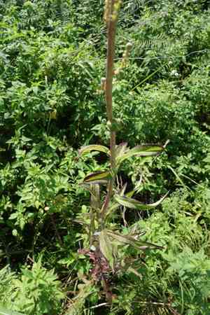 Indian lettuce(Lactuca indica)