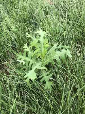 Indian lettuce(Lactuca indica)