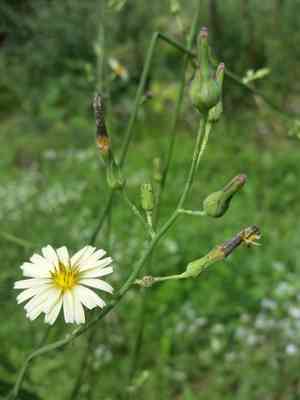 Indian lettuce(Lactuca indica)