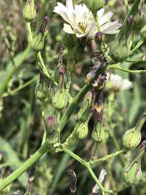 Indian lettuce(Lactuca indica)