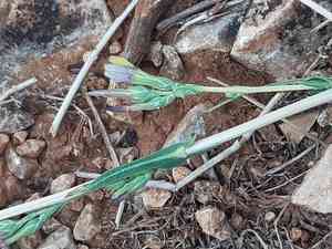 Willowleaf lettuce(Lactuca saligna)