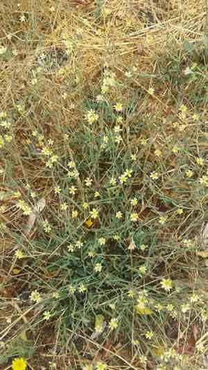 Willowleaf lettuce(Lactuca saligna)