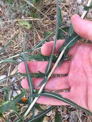 Willowleaf lettuce(Lactuca saligna)