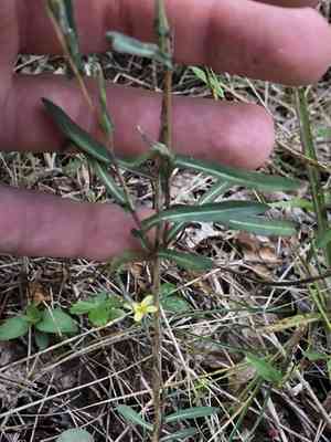 Willowleaf lettuce(Lactuca saligna)