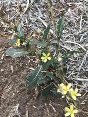 Prickly lettuce(Lactuca serriola)