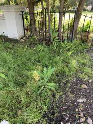 Prickly lettuce(Lactuca serriola)