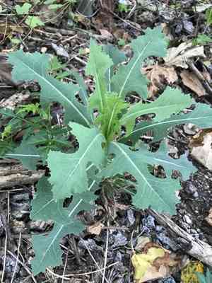 Prickly lettuce(Lactuca serriola)