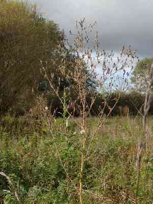 Prickly lettuce(Lactuca serriola)