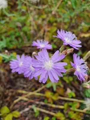 Blue lettuce(Lactuca tatarica)