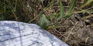 Blue lettuce(Lactuca tatarica)