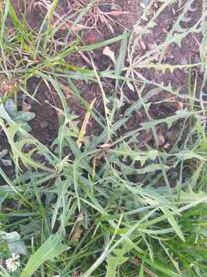 Blue lettuce(Lactuca tatarica)