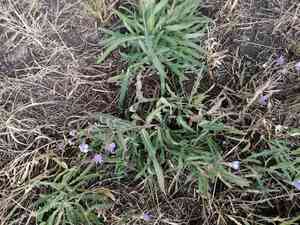 Blue lettuce(Lactuca tatarica)