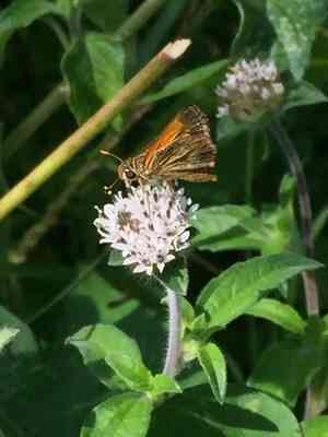 Silkleaf(Lagascea mollis)