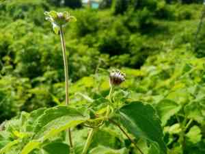 Silkleaf(Lagascea mollis)