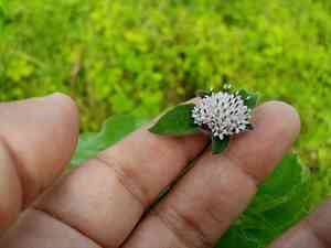 Silkleaf(Lagascea mollis)