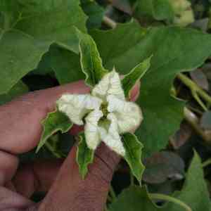 Bottle gourd(Lagenaria siceraria)