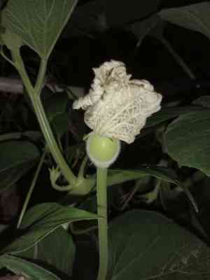 Bottle gourd(Lagenaria siceraria)