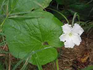 Bottle gourd(Lagenaria siceraria)